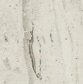 Art Carrara (6665-38)